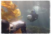 PADI Underwater Videographer candidates